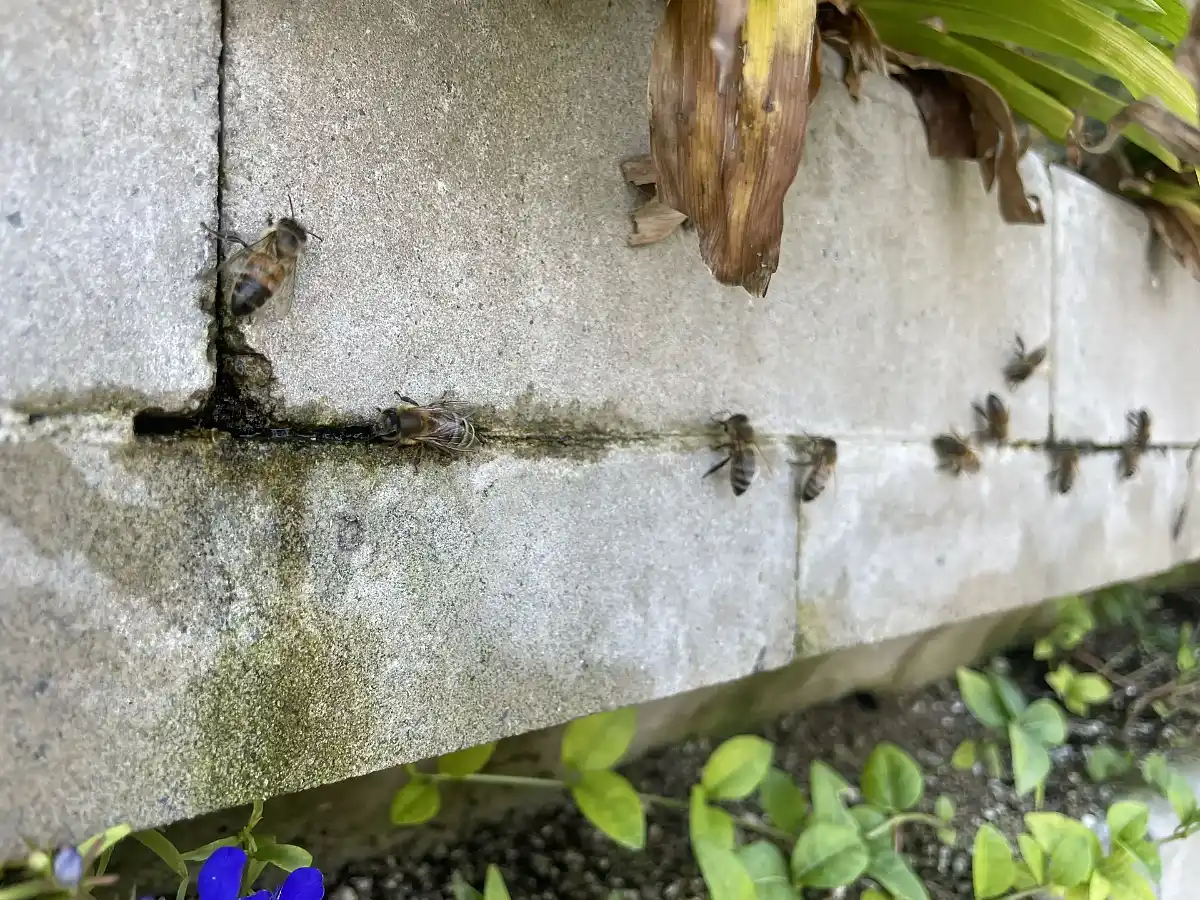 Bienen sitzen auf einer Zementwand in der Nähe einer Blume