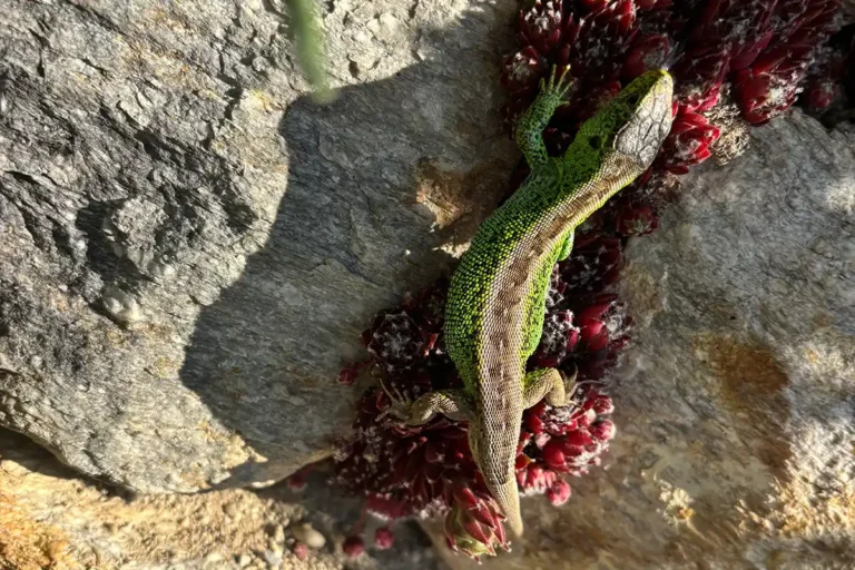 sgd - Sichtschutz und Gartengestaltung Ein Eidechse sitzt auf einem Felsen in der Sonne.